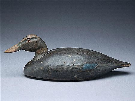 Black duck
