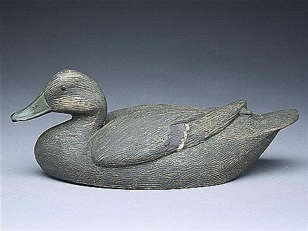 Black Duck