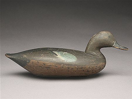 Important bluewing teal hen