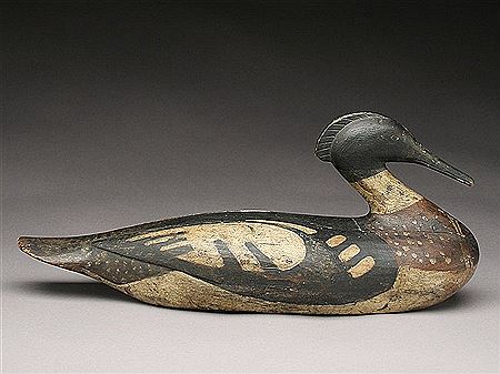 Rare oversize Monhegan island style merganser drake