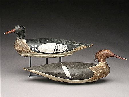 Important rigmate pair of mergansers