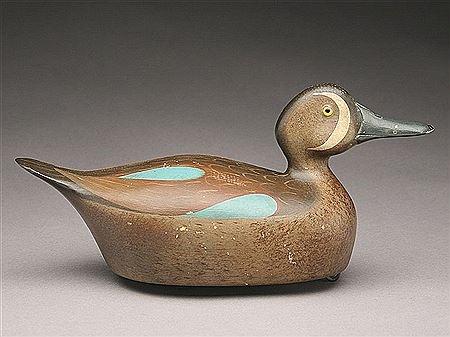 Rare bluewing teal drake