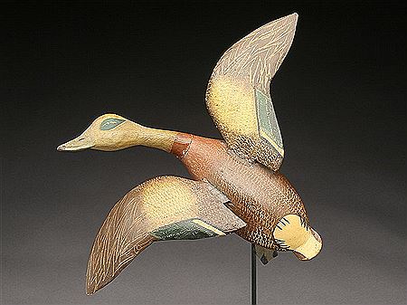Flying widgeon drake