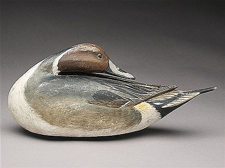 Preening pintail drake