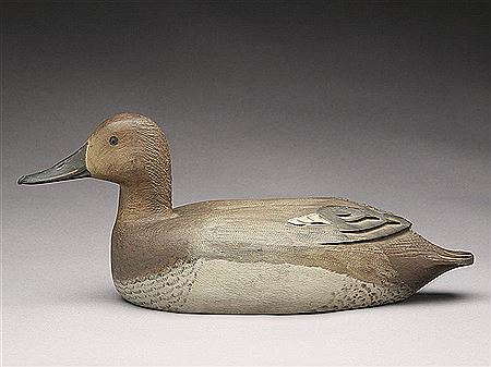 Exceptional canvasback hen