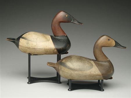 Pair of canvasbacks