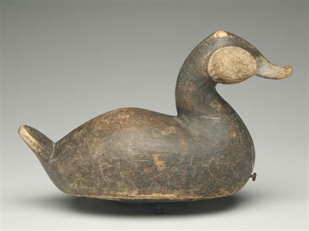 Stylish ruddy duck