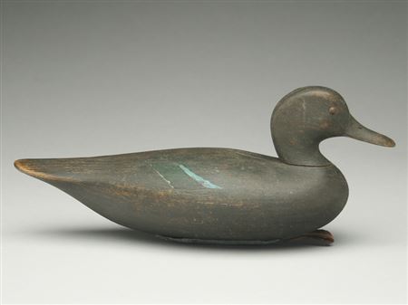 Greenwing teal hen