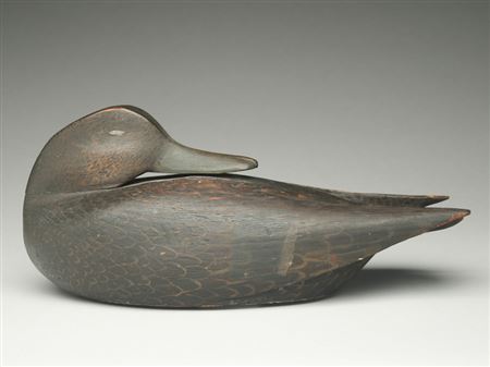 Rare sleeping black duck