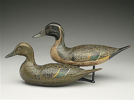 Pintail hen and drake