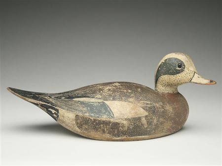 Rare widgeon drake