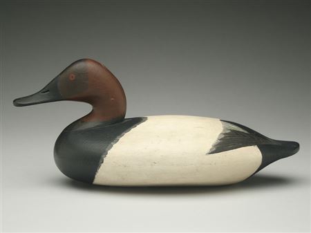 Exceptional canvasback drake