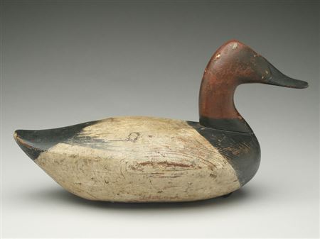 Large "high neck" canvasback drake