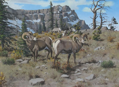 MOUNTAIN SHEEP by Elmer Schock - Auction record, sale price, and art valuation. Compare with similar artists and explore comparable artworks.