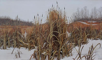 BULRUSHES IN NOVEMBER (HIGHWAY #14 EAST, ALTA)
