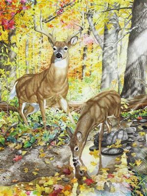 WHITE TAILED DEER IN THE FOREST; 1986