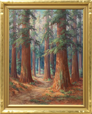 Redwoods-Humboldt County, California