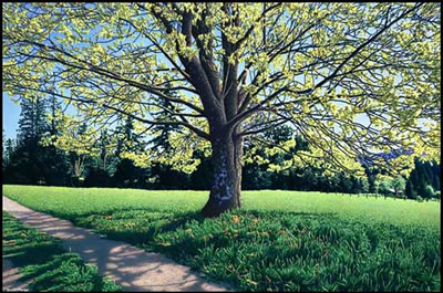 Spring Maple
