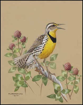 Meadowlark