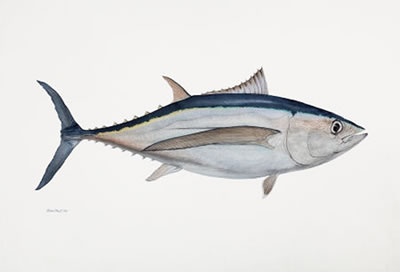 World Record Albacore Tuna, 2008