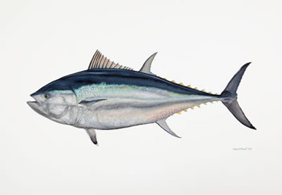 World Record Blue Fin Tuna, 2007 by Flick Ford - Auction record, sale price, and art valuation. Compare with similar artists and explore comparable artworks.