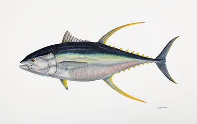 World Record Yellow Fin Tuna, 2008