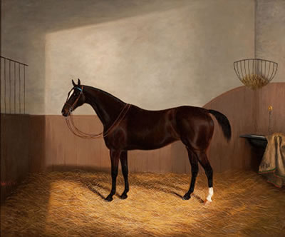 Race Horse