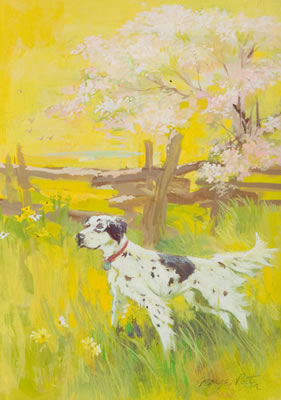 English Setter on a Field