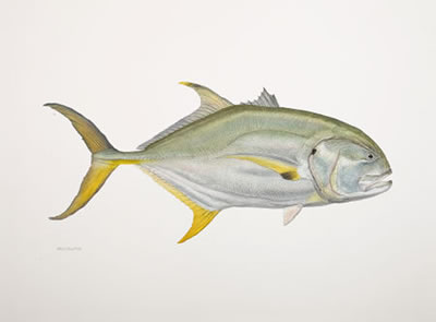 Crevalle Jack