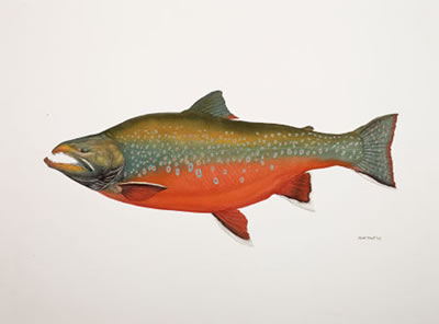 Arctic Char