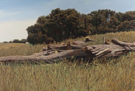 Fallen Tree