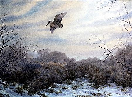 Evening Woodcock
