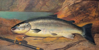 Salmon on the rock