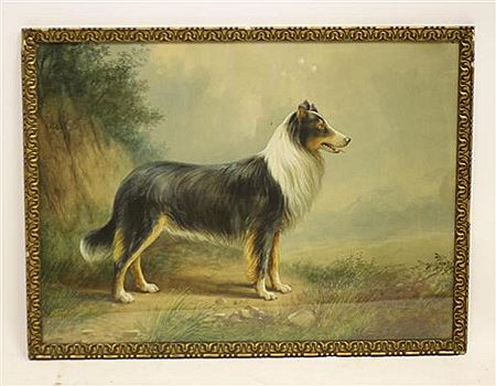 Portrait of a Collie Dog