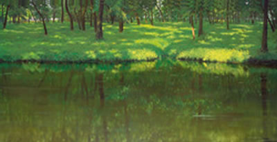 Silent Woods