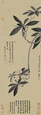 LOQUAT