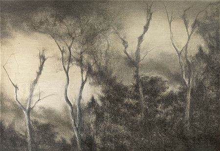 SHADOW OF THE TREES