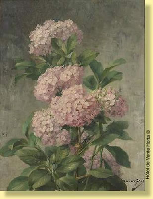 Hydrangea