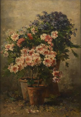 Pélargoniums et asters en fleurs