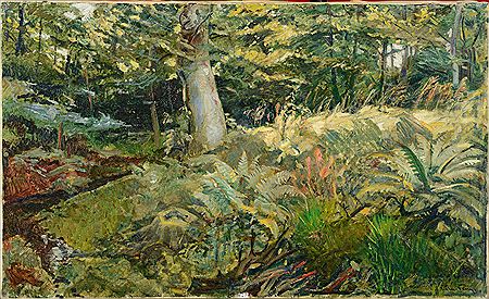 Fougères en sous-bois