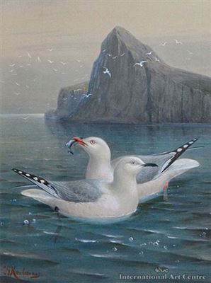 Red Billed Gull & Black - Billed Gull