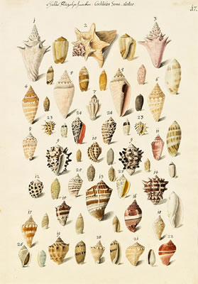 Halbe Flügelschnecken