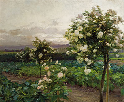 Summer evening, it is the time of the splendour of roses