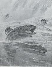 Trout leaping for fly