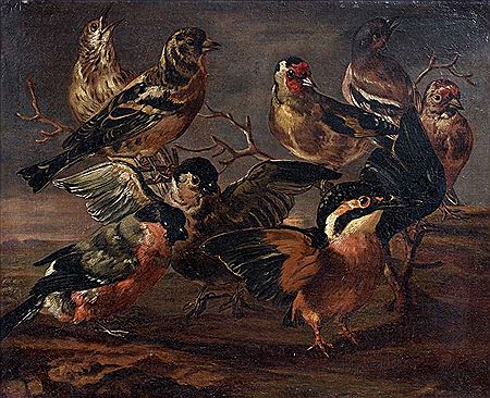 Etude de bouvreuils, pinsons du Nord, pinsons des arbres et d'un martin-pêcheur