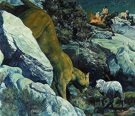 Cougar Approaching Sheep-1982