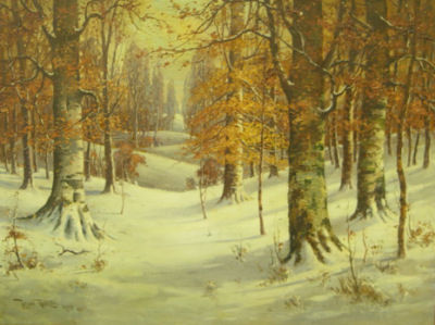 Beech Wood Forest in Winter