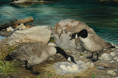 CANADIAN SNOW GEESE