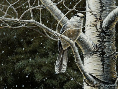 WHISKEY JACK-GRAY JAY