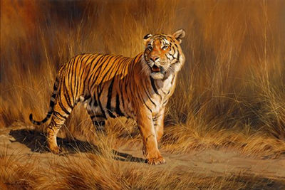 THE HUNTER OR THE HUNTED-BENGAL TIGER